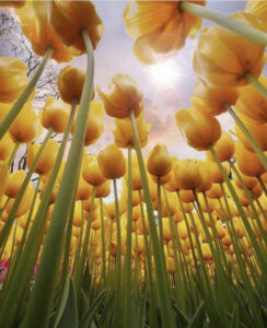 парк Эмирган в Стамбуле, парк Эмирган Стамбул, парк Эмирган Стамбул фестиваль тюльпанов, парк Эмирган Стамбул как добраться, парк Эмирган Стамбул фото