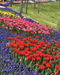 парк Эмирган в Стамбуле, парк Эмирган Стамбул, парк Эмирган Стамбул фестиваль тюльпанов, парк Эмирган Стамбул как добраться, парк Эмирган Стамбул фото