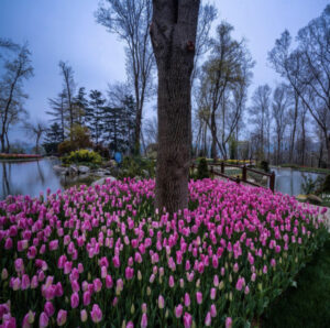 парк Эмирган в Стамбуле, парк Эмирган Стамбул, парк Эмирган Стамбул фестиваль тюльпанов, парк Эмирган Стамбул как добраться, парк Эмирган Стамбул фото