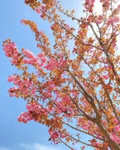 парк Эмирган в Стамбуле, парк Эмирган Стамбул, парк Эмирган Стамбул фестиваль тюльпанов, парк Эмирган Стамбул как добраться, парк Эмирган Стамбул фото