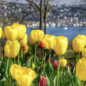 парк Эмирган в Стамбуле, парк Эмирган Стамбул, парк Эмирган Стамбул фестиваль тюльпанов, парк Эмирган Стамбул как добраться, парк Эмирган Стамбул фото