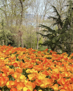 парк Эмирган в Стамбуле, парк Эмирган Стамбул, парк Эмирган Стамбул фестиваль тюльпанов, парк Эмирган Стамбул как добраться, парк Эмирган Стамбул фото
