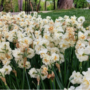 парк Эмирган в Стамбуле, парк Эмирган Стамбул, парк Эмирган Стамбул фестиваль тюльпанов, парк Эмирган Стамбул как добраться, парк Эмирган Стамбул фото