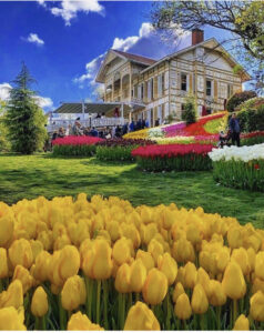 парк Эмирган в Стамбуле, парк Эмирган Стамбул, парк Эмирган Стамбул фестиваль тюльпанов, парк Эмирган Стамбул как добраться, парк Эмирган Стамбул фото