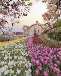 парк Эмирган в Стамбуле, парк Эмирган Стамбул, парк Эмирган Стамбул фестиваль тюльпанов, парк Эмирган Стамбул как добраться, парк Эмирган Стамбул фото