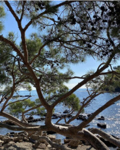 древний город Фазелис, древний Фазелис, древний город Фазелис фото, древний Фазелис история, сколько стоит вход в древний город фазелис, как добраться в фазелис из Антальи, как добраться в фазелис, древний фазелис что посмотреть, древний фазелис пляжи