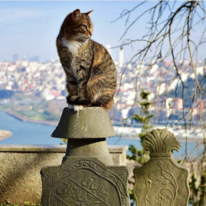 Холм Пьер Лоти, кафе, Пьер Лоти, смотровая площадка Пьер Лоти, Вид с холма Пьер Лоти