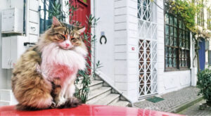 инстаграмные места Стамбула, коты Стамбула, красивые места для фото в Стамбуле