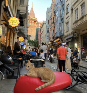 инстаграмные места Стамбула, коты Стамбула, красивые места для фото в Стамбуле