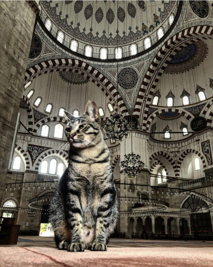 инстаграмные места Стамбула, коты Стамбула, красивые места для фото в Стамбуле
